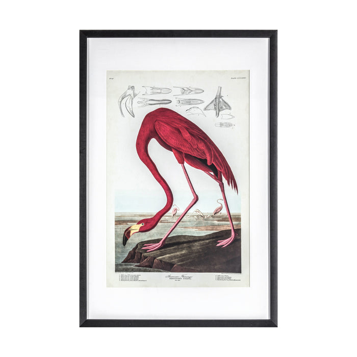 Curious Flamingo Framed Art