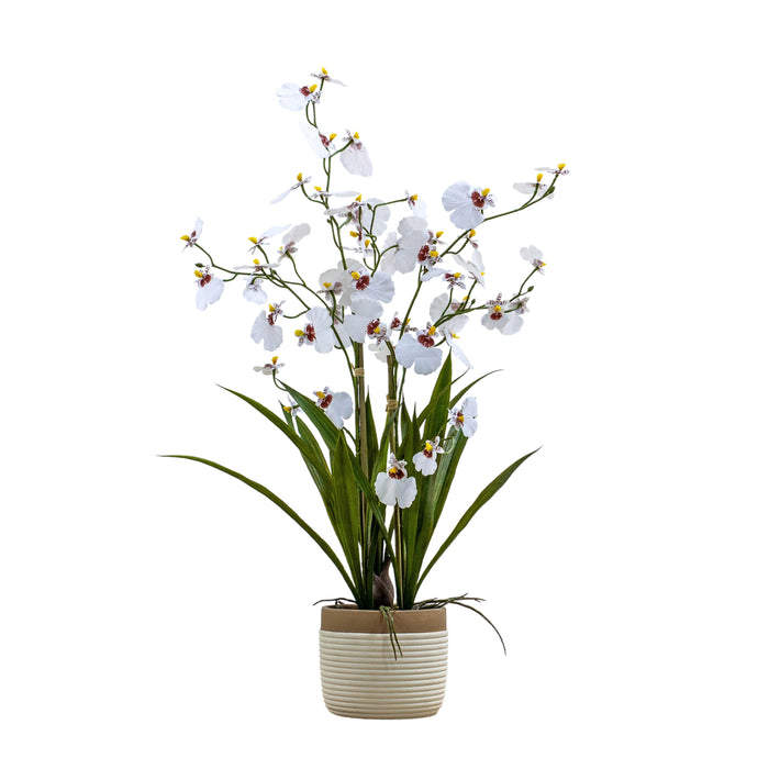 Potted Oncidium Orchid (real touch) White H